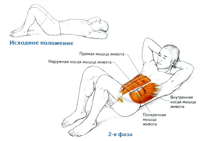 упражнения на укрепление поперечной мышцы живота для женщин и мужчин